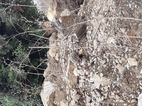 צב-יבשה מצוי  צולם על ידי ברק ברכיאל  