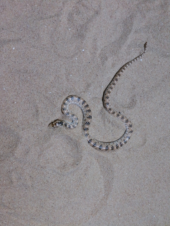 Lytorhynchus diadema  photographed by בעז שחם 