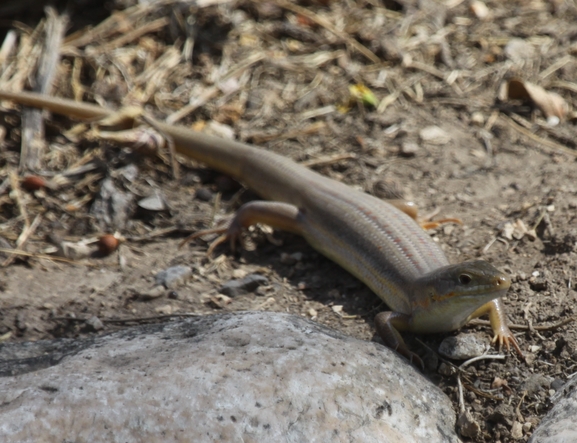 Eumeces schneideri  photographed by עידו שקד 