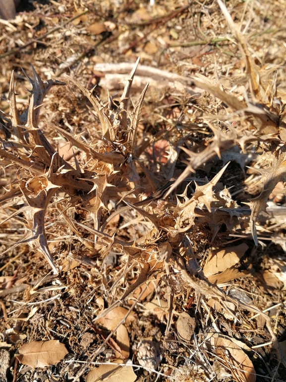 Ophisops elegans ehrenbergii  photographed by בעז שחם 