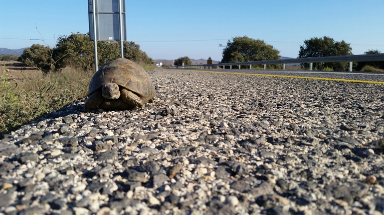 Testudo graeca  photographed by עידו שקד 