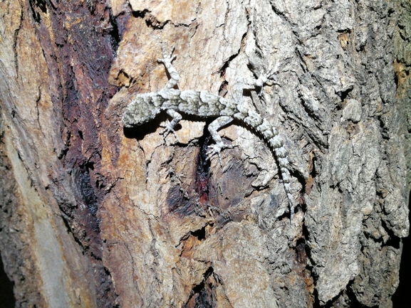 Cyrtodactylus kotschyi orientalis  photographed by בעז שחם 