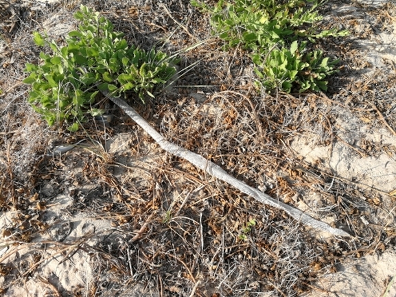 Vipera palaestinae  photographed by בעז שחם 