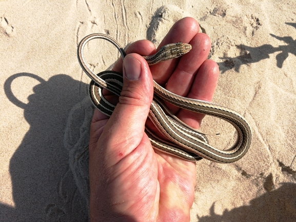 Psammophis schokari  photographed by בעז שחם 