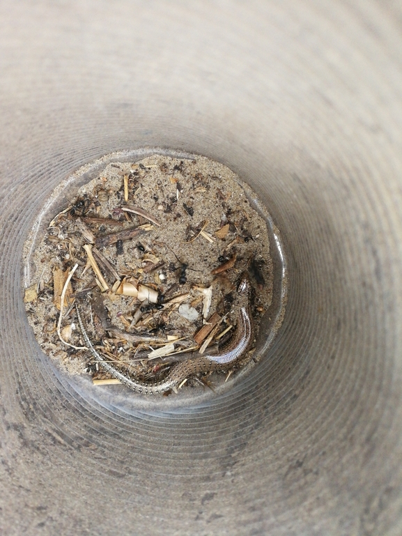 Chalcides ocellatus  photographed by בעז שחם 