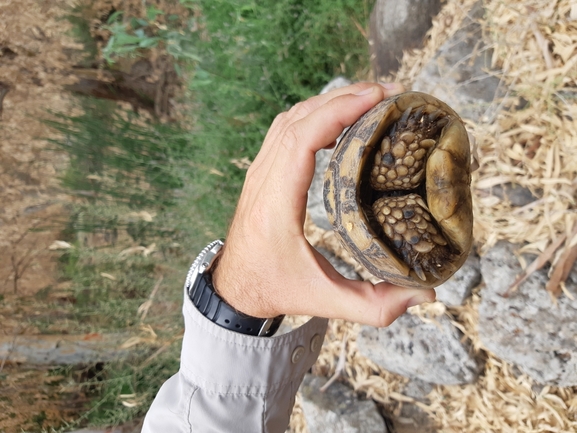 צב-יבשה מצוי  צולם על ידי ליאור אנגל 