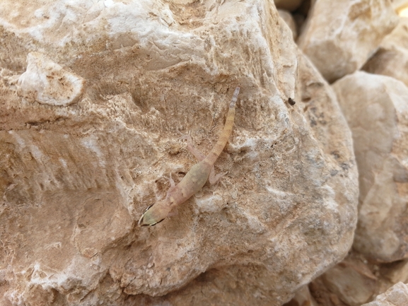 Tropiocolotes steudneri  photographed by בעז שחם 