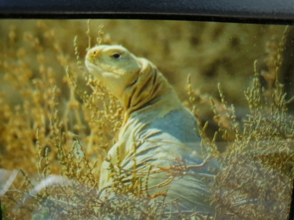 Uromastyx aegyptia  צולם על ידי ליאור לב 