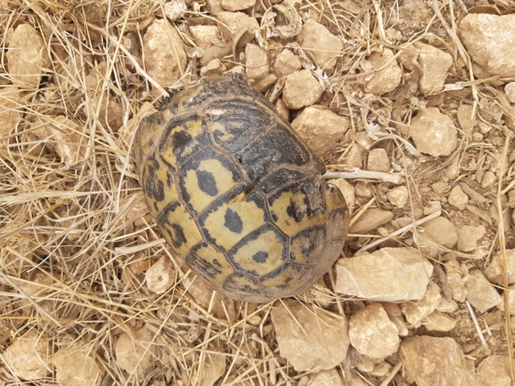 Testudo graeca  photographed by יגאל מילר 