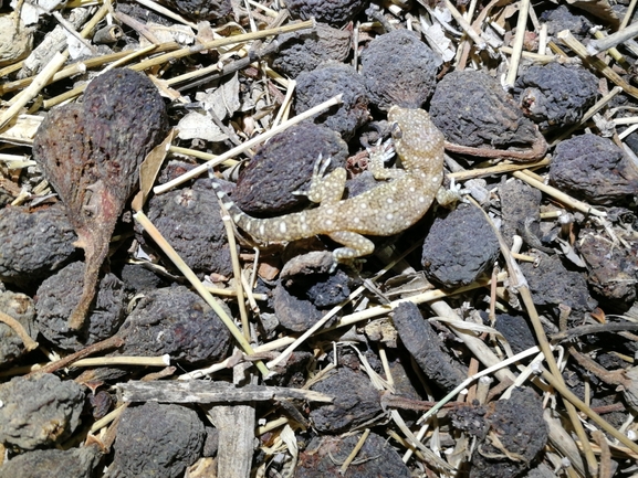 Stenodactylus sthenodactylus sthenodactylus  photographed by בעז שחם 