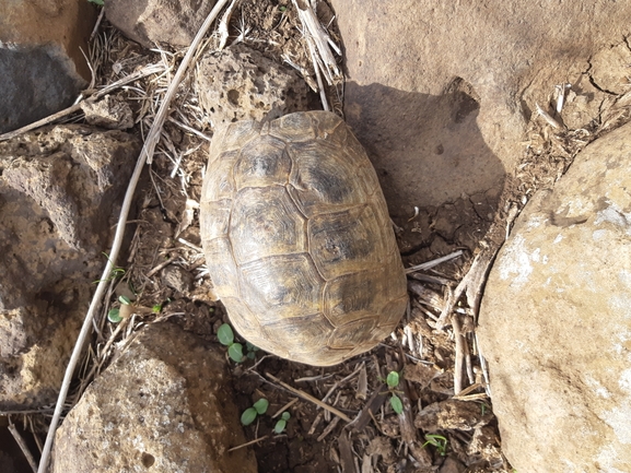 Testudo graeca  photographed by איימן גוטאני 