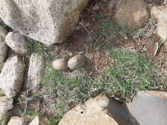 Testudo graeca  photographed by איימן גוטאני 