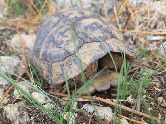 Testudo graeca  photographed by יניב לוי 