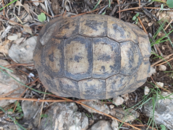 Testudo graeca  photographed by יניב לוי 