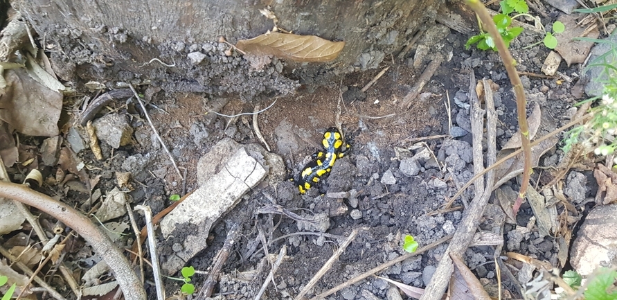 Salamandra infraimmaculata  photographed by צוות מפל הבניאס 