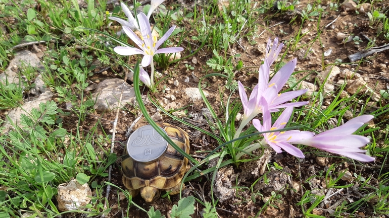 Testudo graeca  photographed by אריאל קדם 