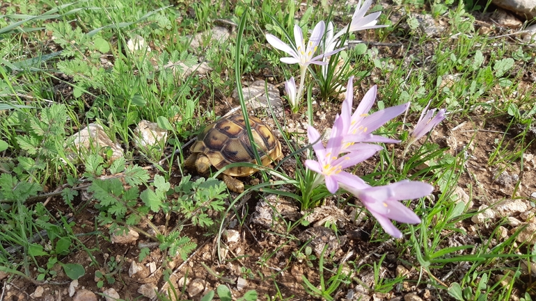 Testudo graeca  photographed by אריאל קדם 