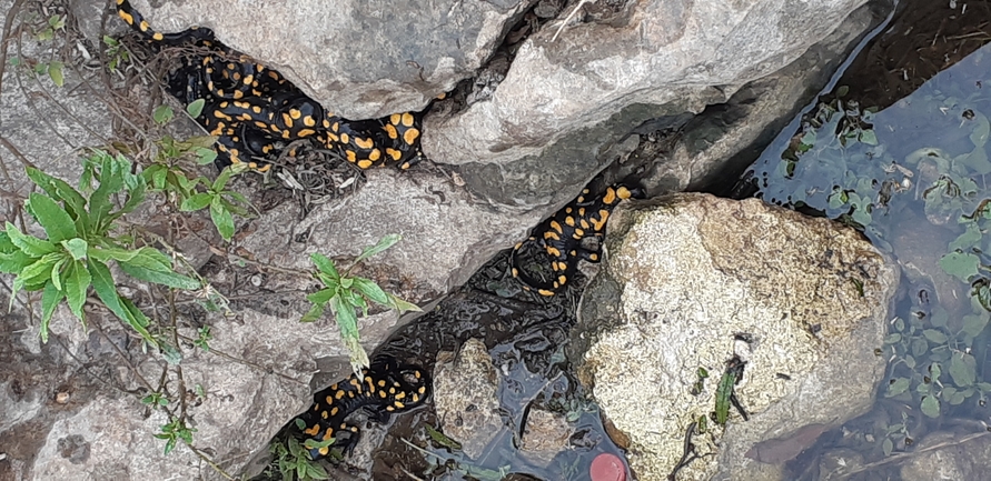 Salamandra infraimmaculata  photographed by אורן חן 