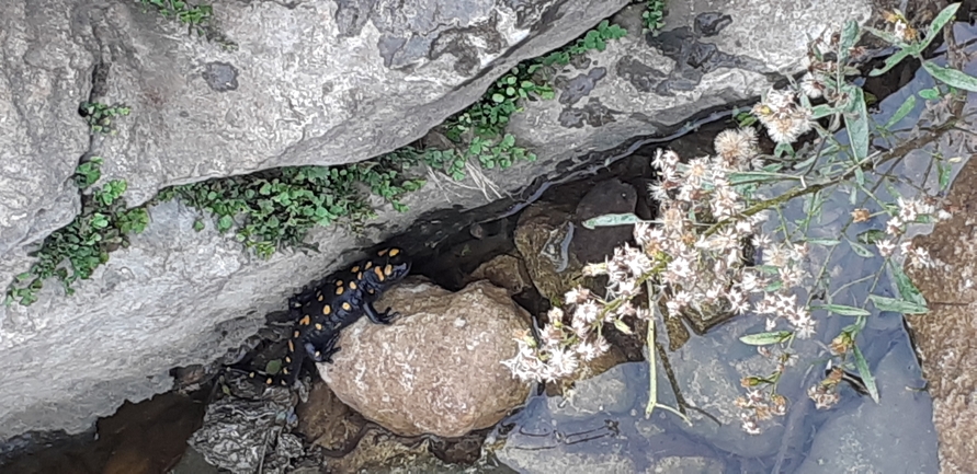 Salamandra infraimmaculata  photographed by אורן חן 