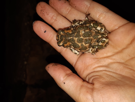 Bufo viridis  photographed by צליל לבין 