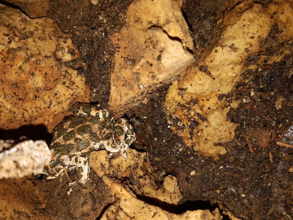 Bufo viridis  photographed by צליל לבין 