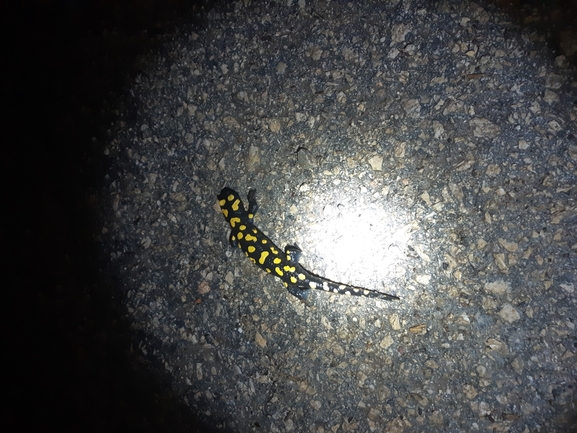 Salamandra infraimmaculata  photographed by איימן מזעל 