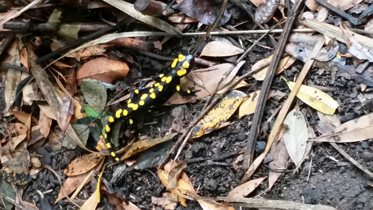 Salamandra infraimmaculata  photographed by צוות תל דן 