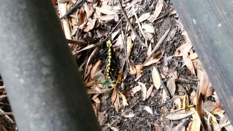 Salamandra infraimmaculata  photographed by צוות תל דן 