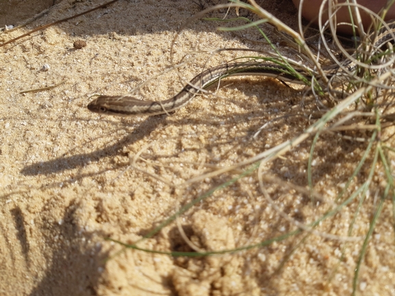 Psammophis schokari  photographed by סיון מרדוק 