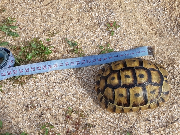 Testudo graeca  photographed by סיון מרדוק 