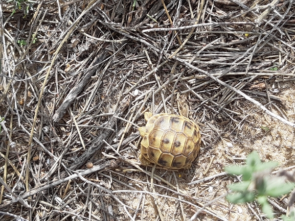 Testudo graeca  photographed by סיון מרדוק 