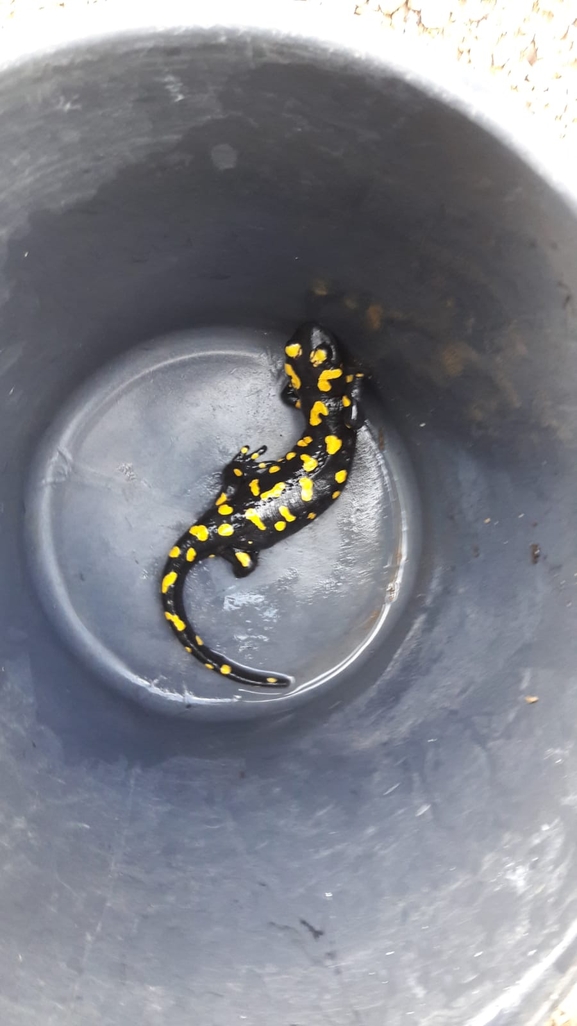 Salamandra infraimmaculata  photographed by צילום: פאהד קאסם, פארק הכרמל 