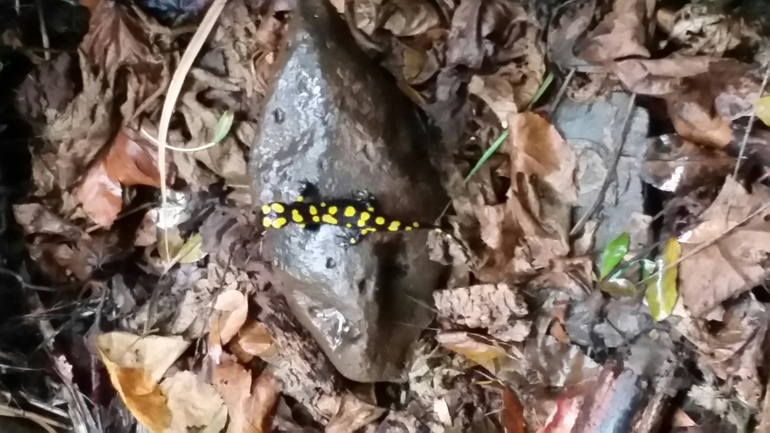 Salamandra infraimmaculata  photographed by צוות תל דן 