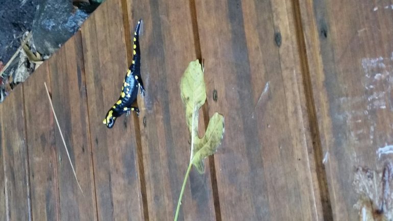 Salamandra infraimmaculata  photographed by צוות תל דן 