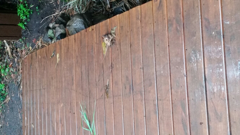 Salamandra infraimmaculata  photographed by צוות תל דן 