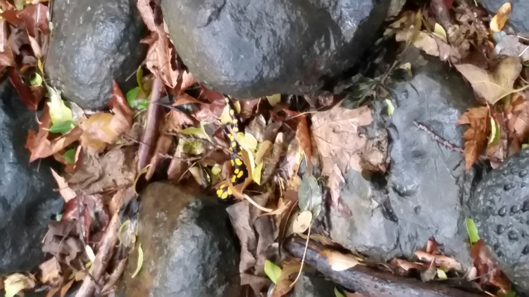 Salamandra infraimmaculata  photographed by צוות תל דן 