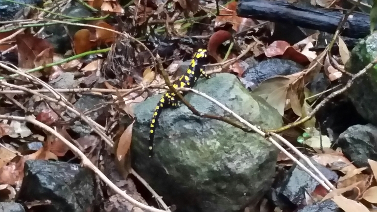 Salamandra infraimmaculata  photographed by צוות תל דן 