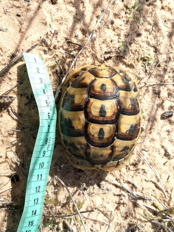 Testudo graeca  photographed by בעז שחם 