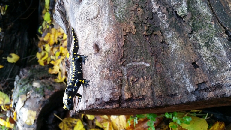 Salamandra infraimmaculata  photographed by צוות תל דן 