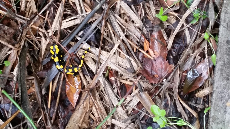 Salamandra infraimmaculata  photographed by צוות תל דן 