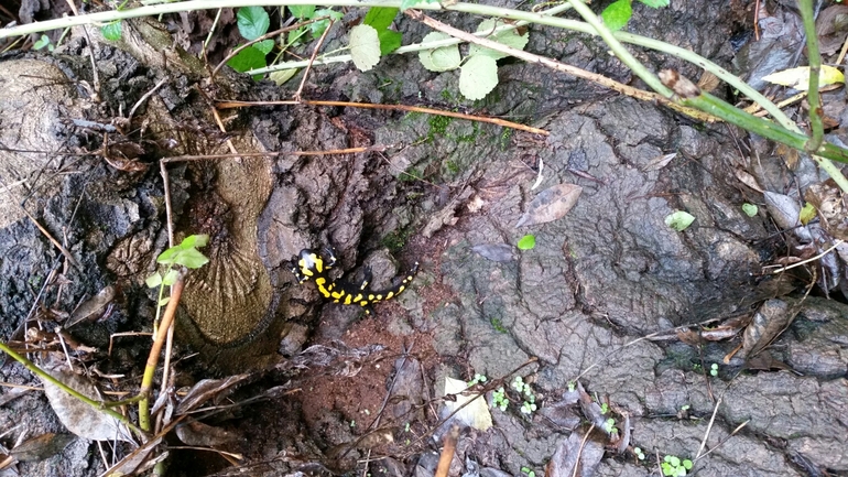 Salamandra infraimmaculata  photographed by צוות תל דן 