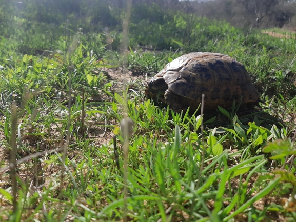 Testudo graeca  photographed by סיון מרדוק 