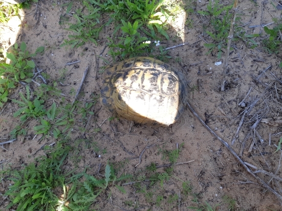 Testudo graeca  photographed by סיון מרדוק 