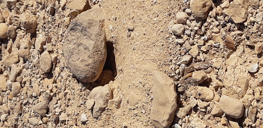 Dabb Lizard  photographed by תומר נחמני 