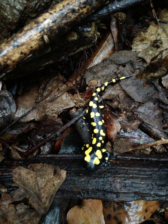 Salamandra infraimmaculata  photographed by ג'לאא בשארה 