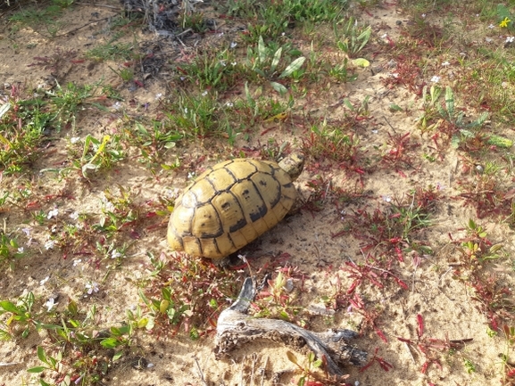 Testudo graeca  photographed by סיון מרדוק 