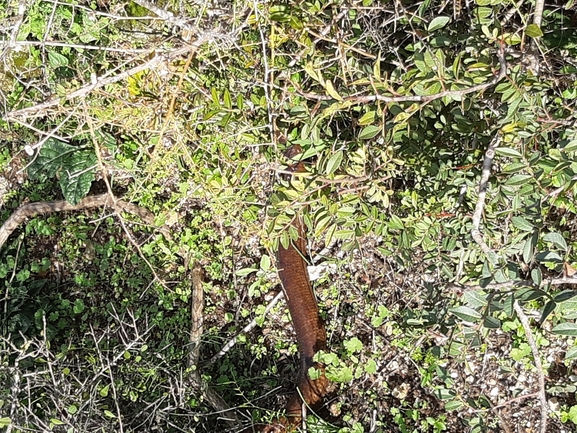 Ophisaurus apodus  photographed by ברק ברכיאל  