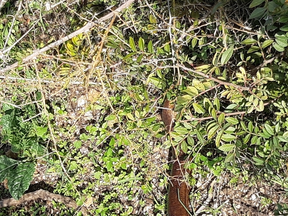 Ophisaurus apodus  photographed by ברק ברכיאל  