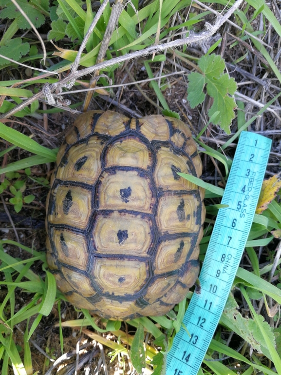 Testudo graeca  photographed by בעז שחם 