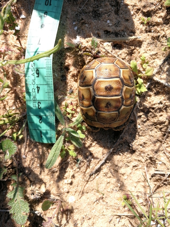 Testudo graeca  photographed by בעז שחם 